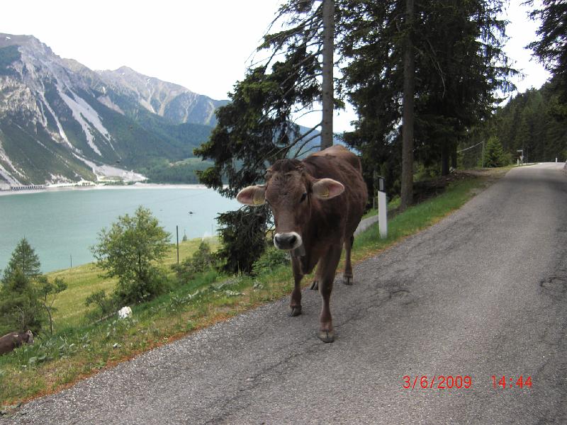 003_Anreise_Kuh.JPG - Gegenverkehr in der Schweiz: auf die Hörner nehmen kann die Kuh jedenfalls niemand.